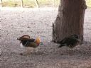 Aparaty cyfrowe: zdj�cia, jaki kupi�, porady : cz. 171 - ElNinho