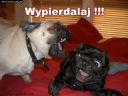 Jak wygl�daj� nasze psy...  - jewbacca