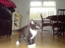 Toplista najfajniejszych kot�w :) | 1 (Pr�ba) - tosiek2142