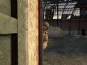 ArmA: Armed Assault [cz�� 46] "ArmA i okolice?" - Tygrys205