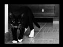 Aparaty cyfrowe: zdj�cia, jaki kupi�, porady : cz. 199 - smuggler