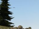 ArmA: Armed Assault [cz�� 60] "Enemy.. dragon.. in front.. of.. Us" - T_bone