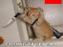 Zabawa: uczymy si� obs�ugi images.google? - kubicBSK