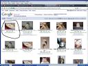 Zabawa: uczymy si� obs�ugi images.google? - Mipari