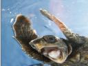 National Geographic BEST pictures for the year 2009 - bebzoon�