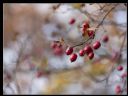 Aparaty cyfrowe: zdj�cia, jaki kupi�, porady : cz. 217 - Jelithe