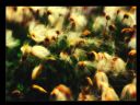 Aparaty cyfrowe: zdj�cia, jaki kupi�, porady : cz. 217 - smuggler