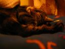 Bezsenno�� 384 - Mi�dzy �wi�tami a Sylwestrem - kubinho12