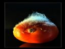 Aparaty cyfrowe: zdj�cia, jaki kupi�, porady : cz. 206 - ResOOrt