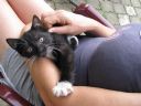 Dzi wiatowy Dzie Kota :) - promyczek303
