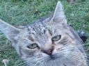 Dzi wiatowy Dzie Kota :) - wlodzix