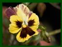 Aparaty cyfrowe: zdj�cia, jaki kupi�, porady : cz. 219 - yasiu