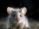 Jak mysz polecilibycie - DanuelX