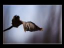 Aparaty cyfrowe: zdj�cia, jaki kupi�, porady : cz. 219 - hubercik015