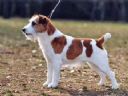 Jack Russell Terrier - hodowla Pozna i okolice.  - Sanitarium