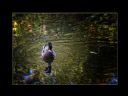 Aparaty cyfrowe: zdj�cia, jaki kupi�, porady : cz. 219 - ResOOrt