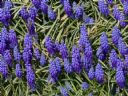 Aparaty cyfrowe: zdj�cia, jaki kupi�, porady : cz. 207 - Plantator