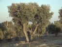 oliwki - bebzoon"