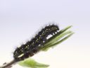 Aparaty cyfrowe: zdj�cia, jaki kupi�, porady : cz. 182 - Minas Morgul