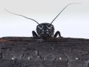 Aparaty cyfrowe: zdj�cia, jaki kupi�, porady : cz. 182 - Minas Morgul