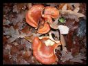 Aparaty cyfrowe: zdj�cia, jaki kupi�, porady : cz. 182 - ronn
