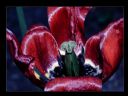 Aparaty cyfrowe: zdj�cia, jaki kupi�, porady : cz. 182 - smuggler