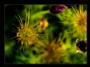 Aparaty cyfrowe: zdj�cia, jaki kupi�, porady : cz. 182 - smuggler