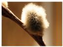 Aparaty cyfrowe: zdj�cia, jaki kupi�, porady : cz. 182 - Ogon.
