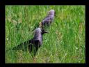 Aparaty cyfrowe: zdj�cia, jaki kupi�, porady : cz. 183 - Dymion_N_S