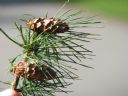 Aparaty cyfrowe: zdj�cia, jaki kupi�, porady : cz. 183 - BeneQ junior