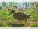 Aparaty cyfrowe: zdj�cia, jaki kupi�, porady : cz. 183 - ewelina_m