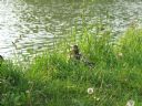 Aparaty cyfrowe: zdj�cia, jaki kupi�, porady : cz. 184 - BeneQ junior