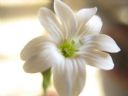 Aparaty cyfrowe: zdj�cia, jaki kupi�, porady : cz. 184 - BeneQ junior