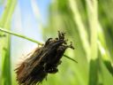 Aparaty cyfrowe: zdj�cia, jaki kupi�, porady : cz. 184 - BeneQ junior
