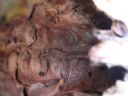 Aparaty cyfrowe: zdj�cia, jaki kupi�, porady : cz. 184 - BeneQ junior
