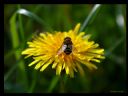 Aparaty cyfrowe: zdj�cia, jaki kupi�, porady : cz. 184 - ewelina_m