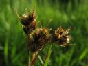 Aparaty cyfrowe: zdj�cia, jaki kupi�, porady : cz. 187 - BeneQ junior