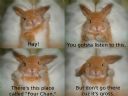 WTF is wrong with /b/? - Amadeusz ^^