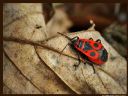 Aparaty cyfrowe: zdj�cia, jaki kupi�, porady : cz. 209 - ewelina_m