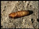 Aparaty cyfrowe: zdj�cia, jaki kupi�, porady : cz. 209 - ewelina_m