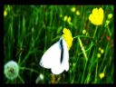Aparaty cyfrowe: zdj�cia, jaki kupi�, porady : cz. 209 - EspenLund