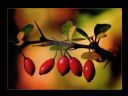 Aparaty cyfrowe: zdj�cia, jaki kupi�, porady : cz. 210 - smuggler