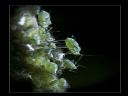 Aparaty cyfrowe: zdj�cia, jaki kupi�, porady : cz. 210 - ResOOrt