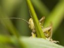 Aparaty cyfrowe: zdj�cia, jaki kupi�, porady : cz. 210 - N2