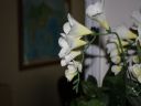 Aparaty cyfrowe: zdj�cia, jaki kupi�, porady : cz. 210 - delstar