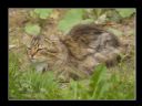 Aparaty cyfrowe: zdj�cia, jaki kupi�, porady : cz. 210 - Narmo