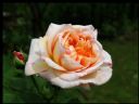 Aparaty cyfrowe: zdj�cia, jaki kupi�, porady : cz. 210 - Shifty.