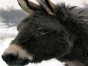 Wybory 2010 - na kogo g�osujecie? - Widz�cy