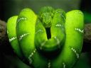 Forumowa galeria - Shaybeck - evil creature
