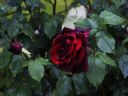 Aparaty cyfrowe: zdj�cia, jaki kupi�, porady : cz. 188 - ixs2k3